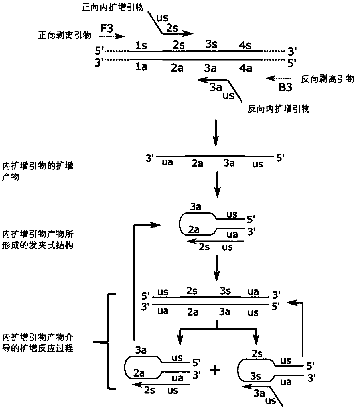 Programmatic isothermal nucleic acid amplification method and applications of kits of isothermal nucleic acid amplification method