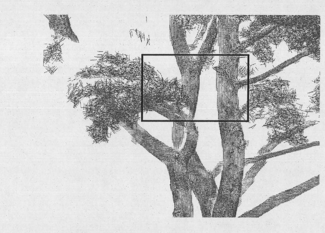 Method for automatically partitioning tree point cloud data