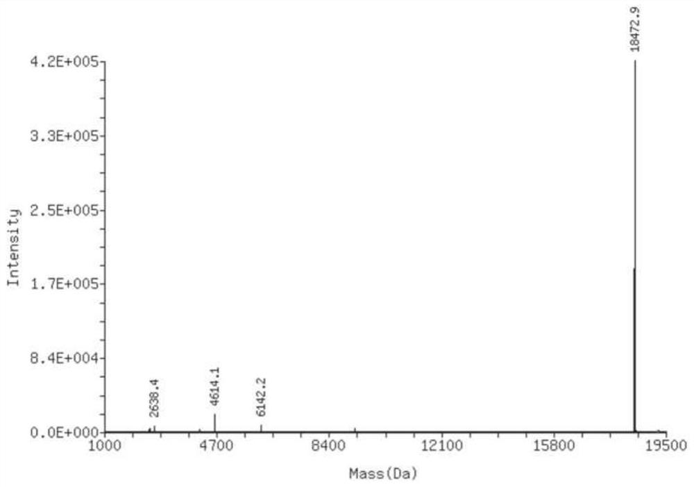 Clofarabine modified oligonucleotide