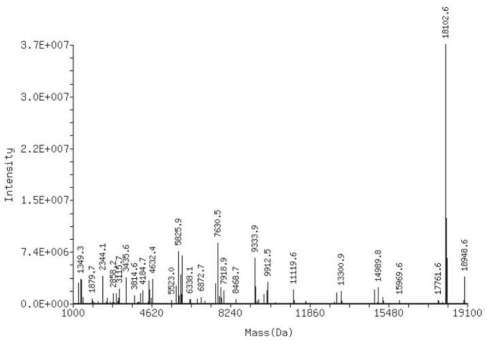 Clofarabine modified oligonucleotide