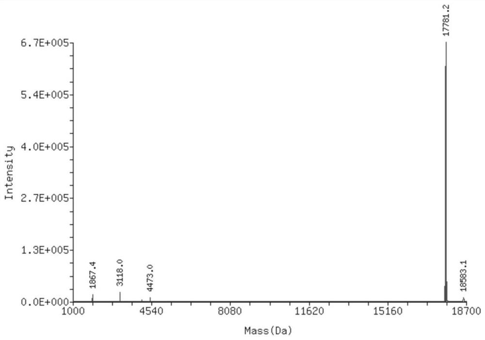 Clofarabine modified oligonucleotide