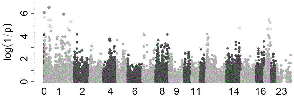 PHKG1 (phosphorylase kinase, gamma 1) gene and application thereof in genetic improvement for breeding pig meat quality traits