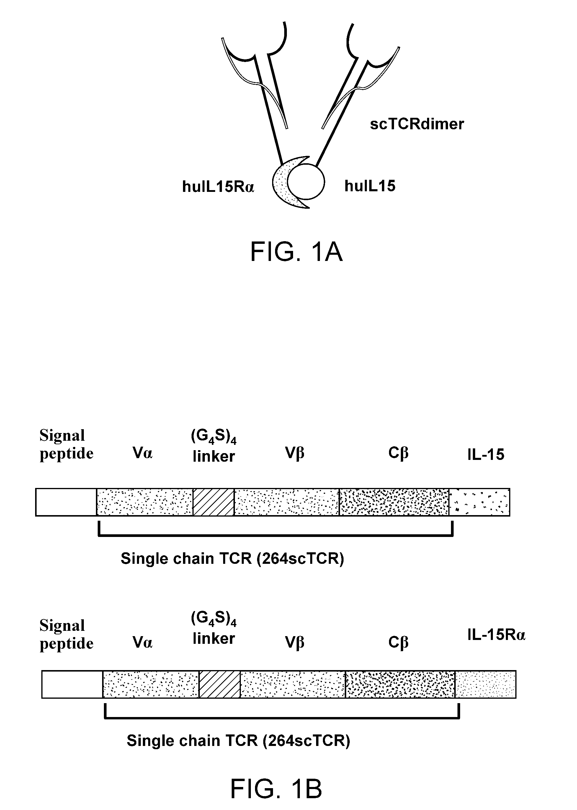 Fusion molecules and il-15 variants