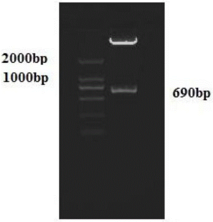 Rice cadmium-tolerant gene OsGSTU37 and application thereof