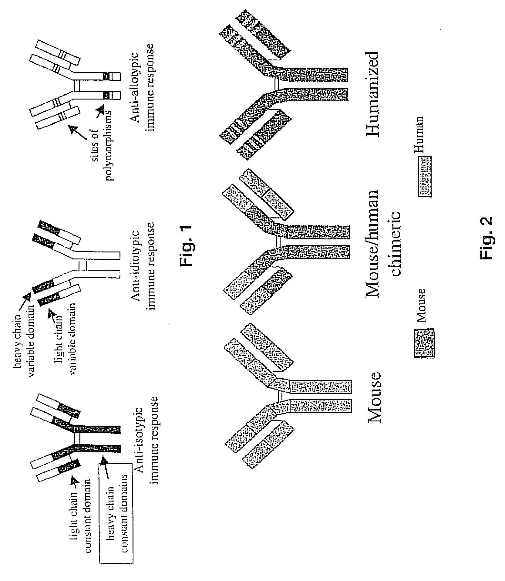 Mouse/human chimeric Anti-phencyclidine antibody and uses thereof