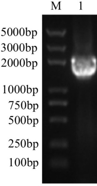 ELISA (Enzyme-Linked Immunosorbent Assay) detection method of avian exosome