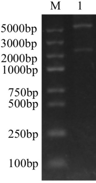 ELISA (Enzyme-Linked Immunosorbent Assay) detection method of avian exosome