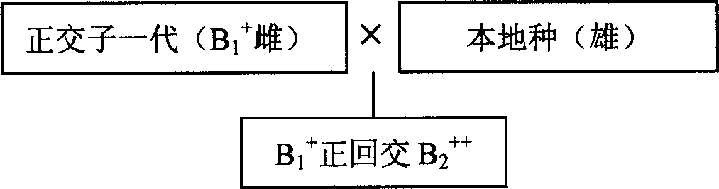 Cross breeding method of Macrobrachium rosenbergu