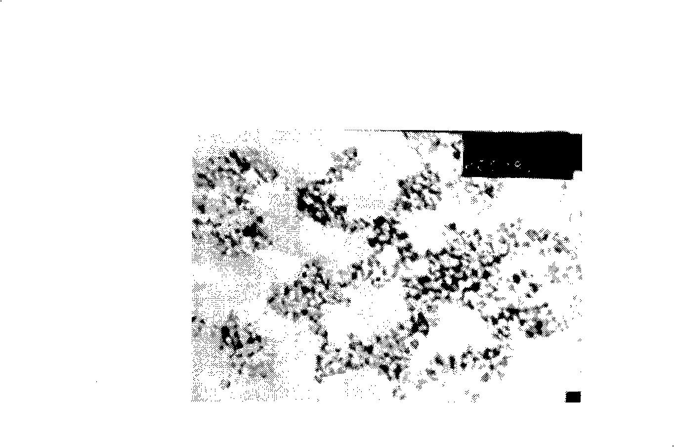 Double cladding water-based magnetofluid and method for producing the same