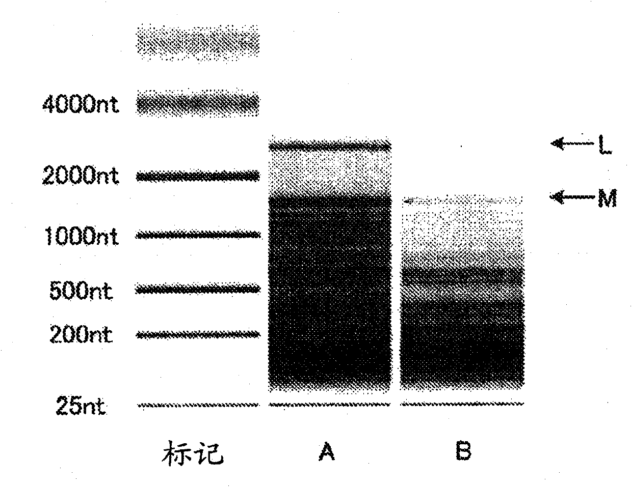 Method of processing excrement and container for processing excrement