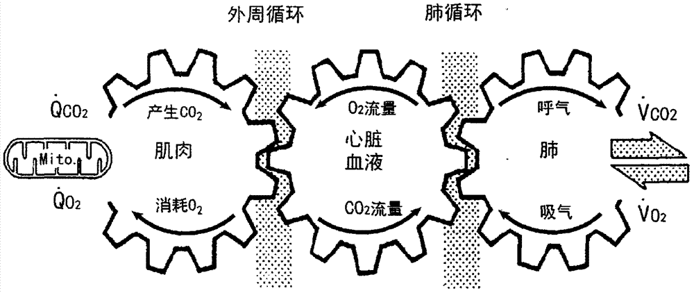 Exercise test scheme and calculation method for cardiopulmonary function