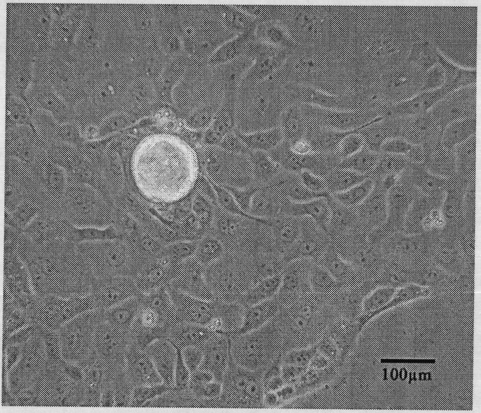 Novel primary culture method of pancreatic duct epithelial cells of rat