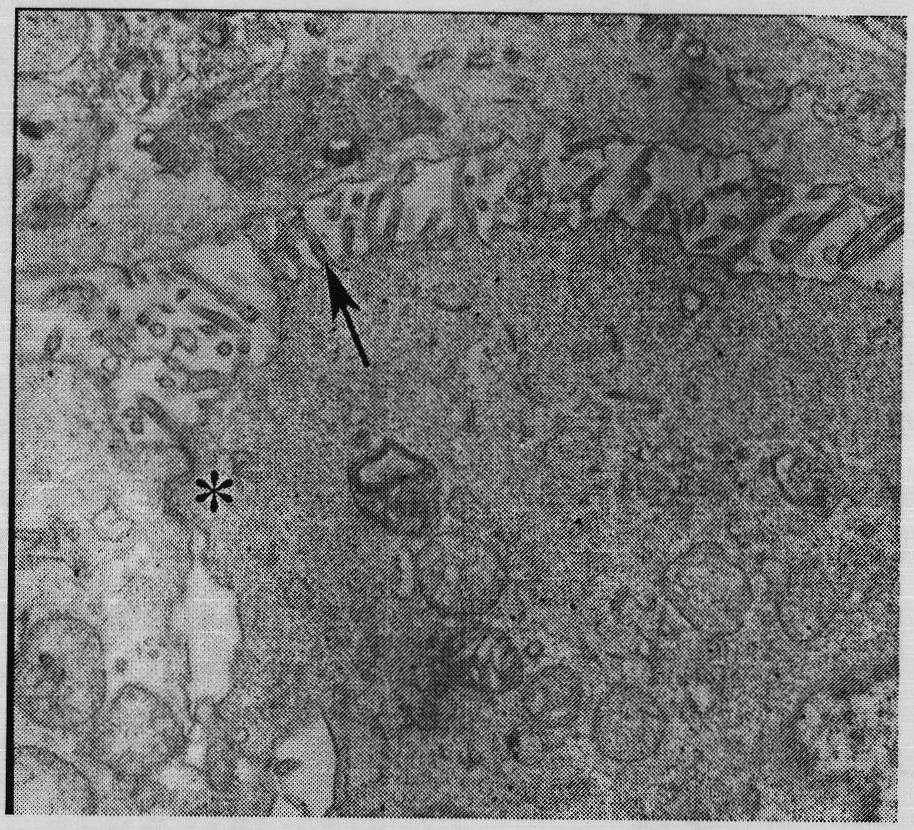 Novel primary culture method of pancreatic duct epithelial cells of rat