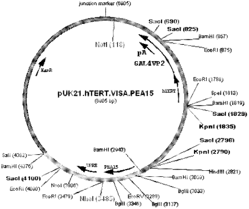 Medicine T-VISA-PEA15 capable of effectively and specifically killing breast cancer cells