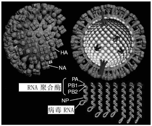 Whole-humanized neutralizing antibody resisting H3N2 influenza virus and application of whole-human neutralizing antibody