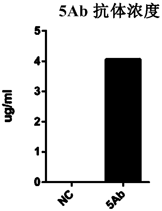 Whole-humanized neutralizing antibody resisting H3N2 influenza virus and application of whole-human neutralizing antibody