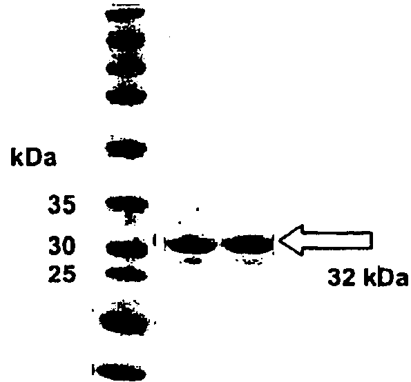 Vascular Tumor Markers