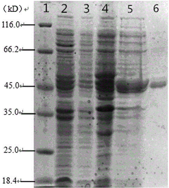 Method of screening 1-deoxyxylulose-5-phosphate racemase inhibitor from marine microorganism fermentation broth