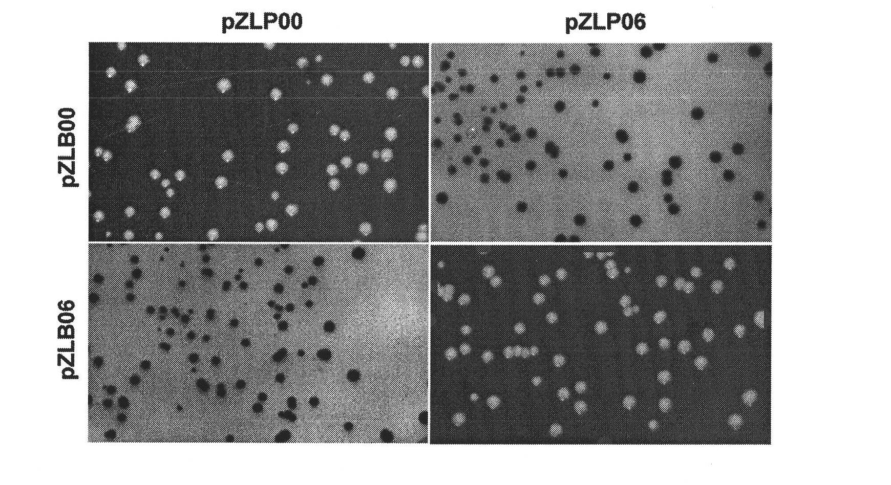 Method for quickly constructing gene targeting vector based on site specificity recombination