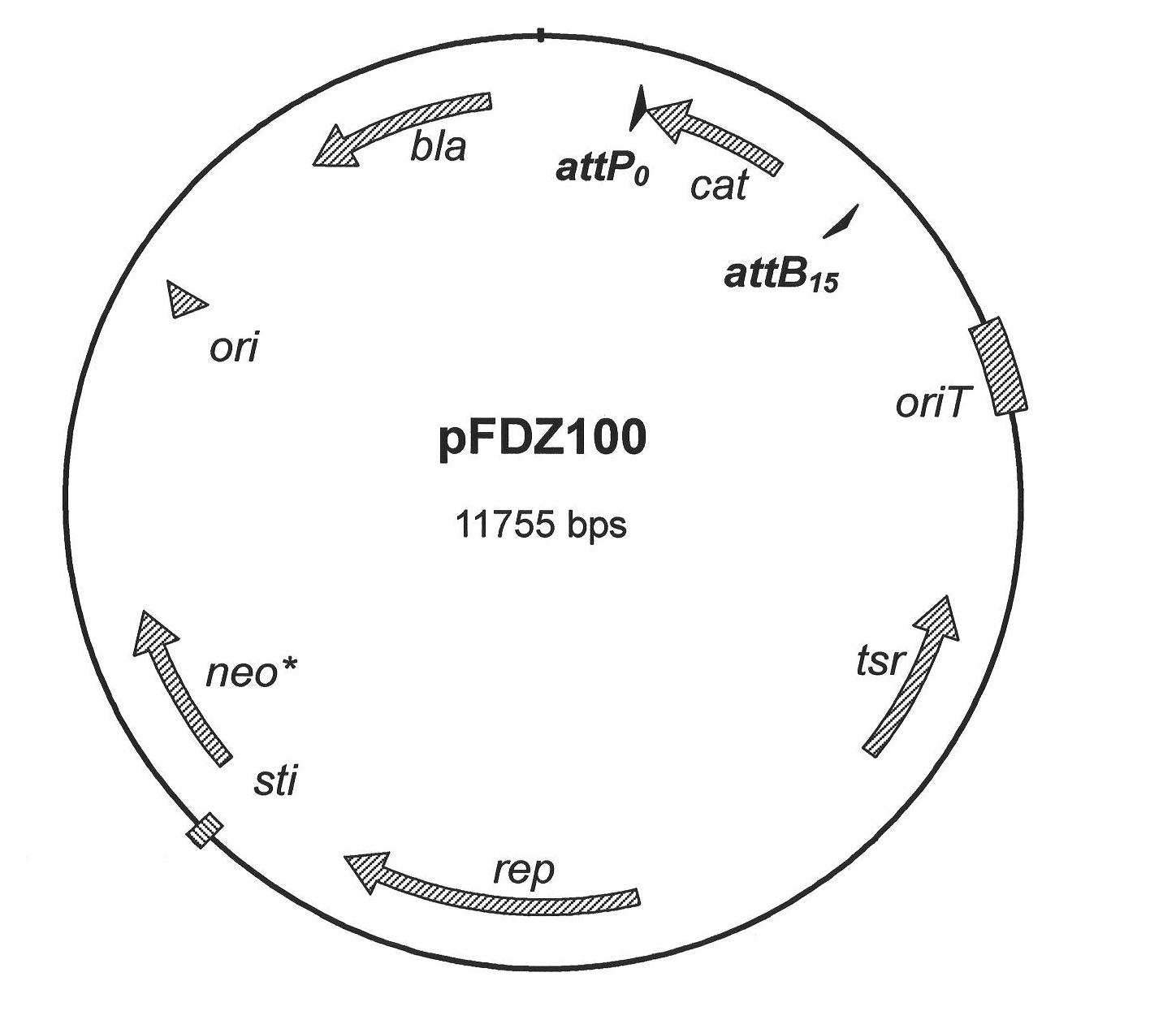 Method for quickly constructing gene targeting vector based on site specificity recombination