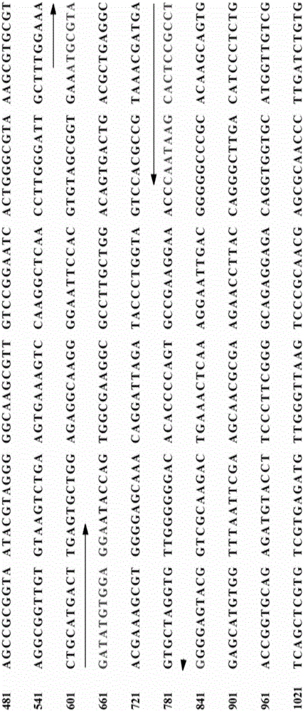 Primer and application thereof in PCR detection of alicyclobacillus spp. in fruit juice