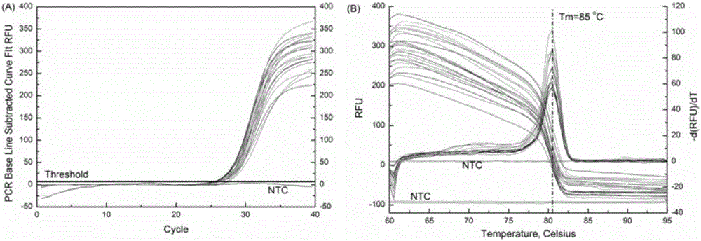 Primer and application thereof in PCR detection of alicyclobacillus spp. in fruit juice