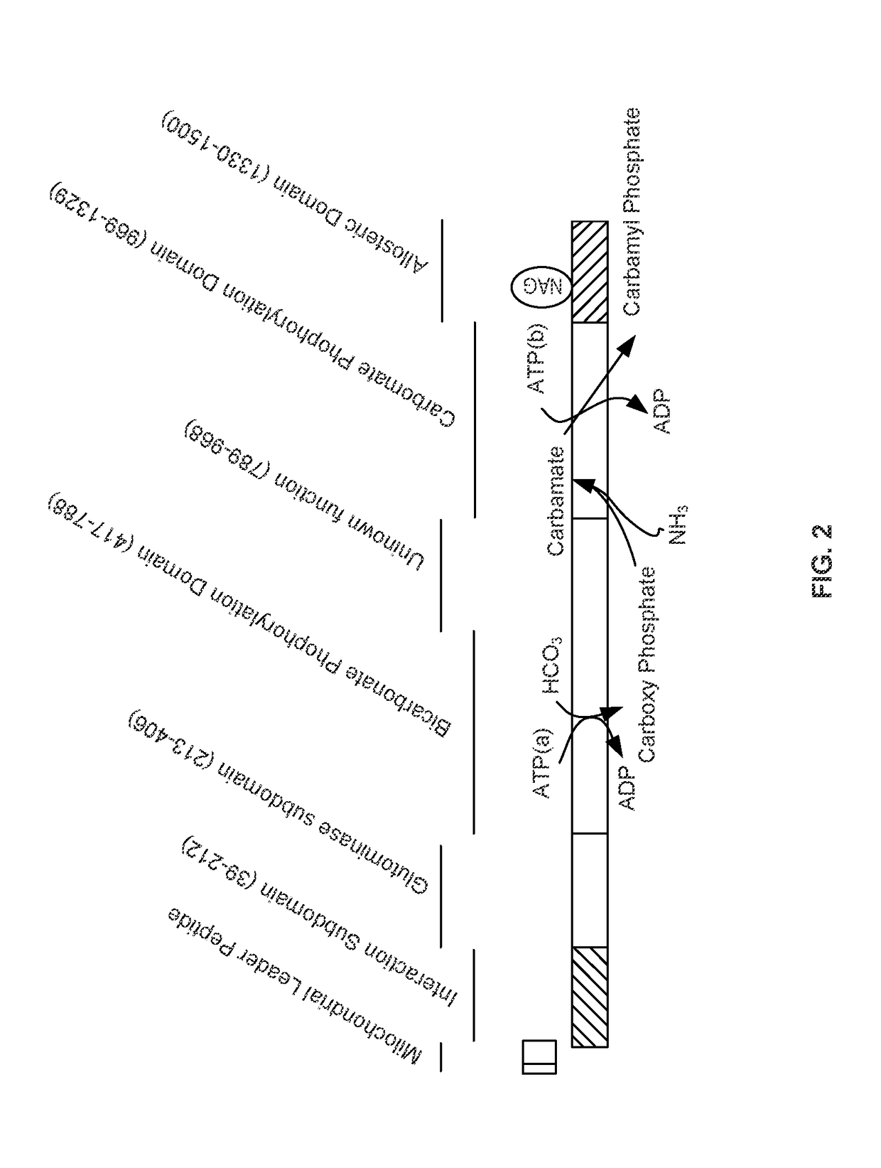 Therapeutic methods employing nitric oxide precursors