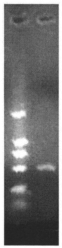 Achromobacter xylosoxidans MG1 strain and application thereof