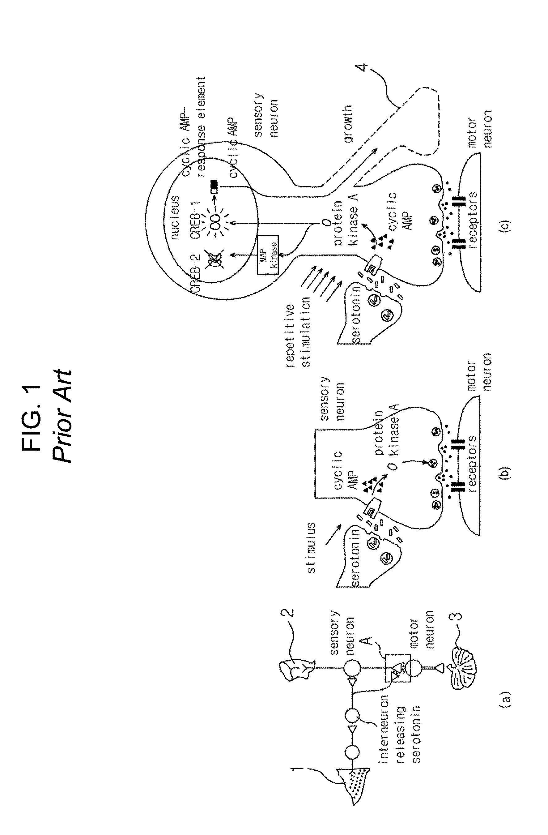 Synaptic semiconductor device and operation method thereof