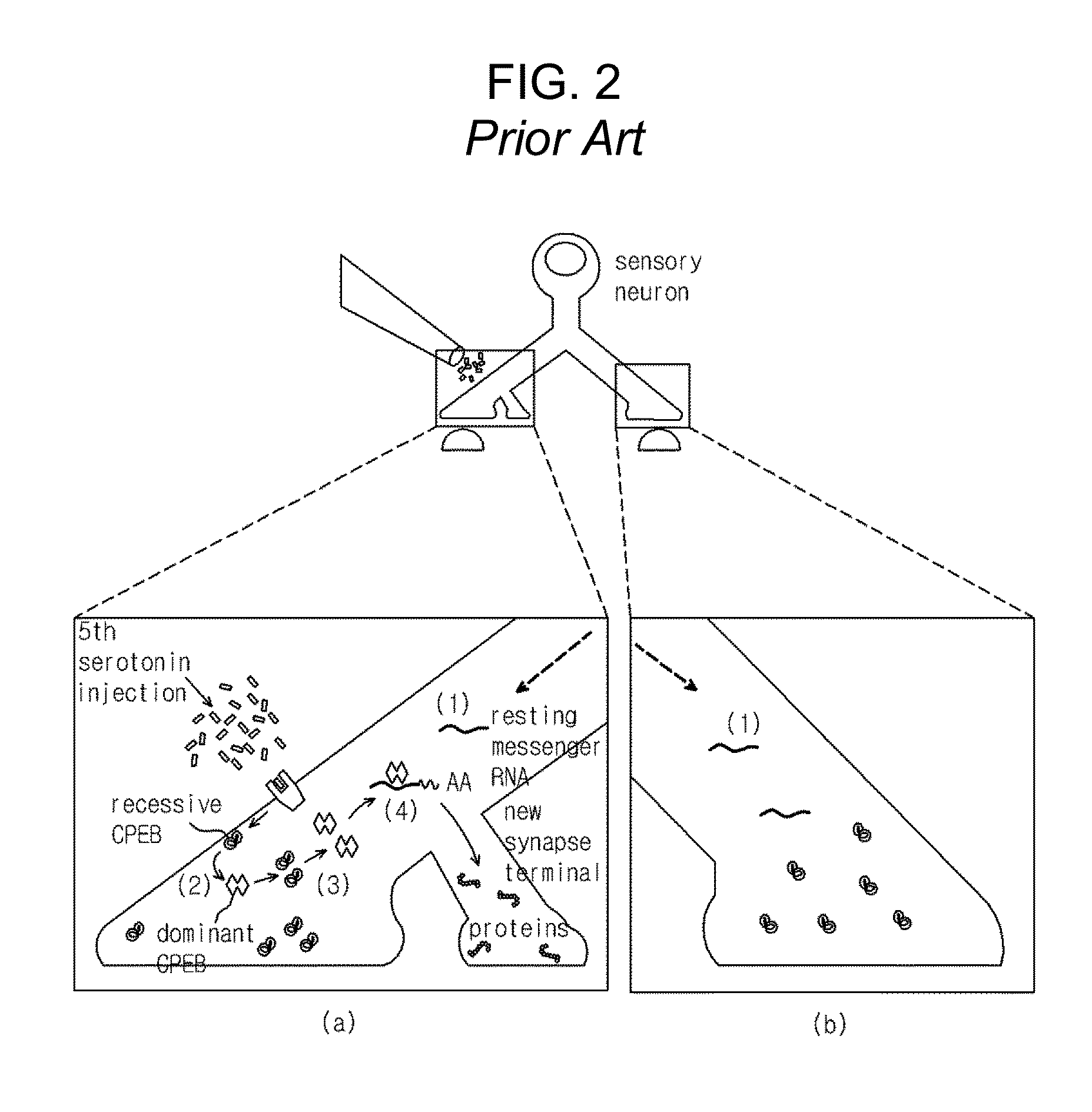 Synaptic semiconductor device and operation method thereof