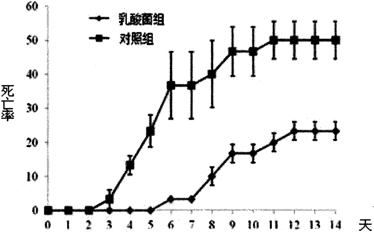 Lactobacillus preparation for aquatic products and preparation method thereof