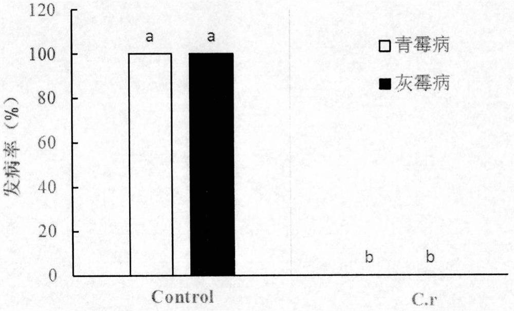 Application of a strain of Candida in the control of postharvest diseases of fruits