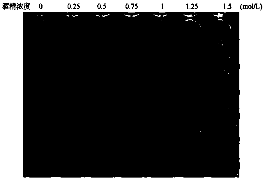 Use of Isochrysis polypeptide IZP-2 in preparation of drugs and health products for preventing and treating alcoholic liver injury