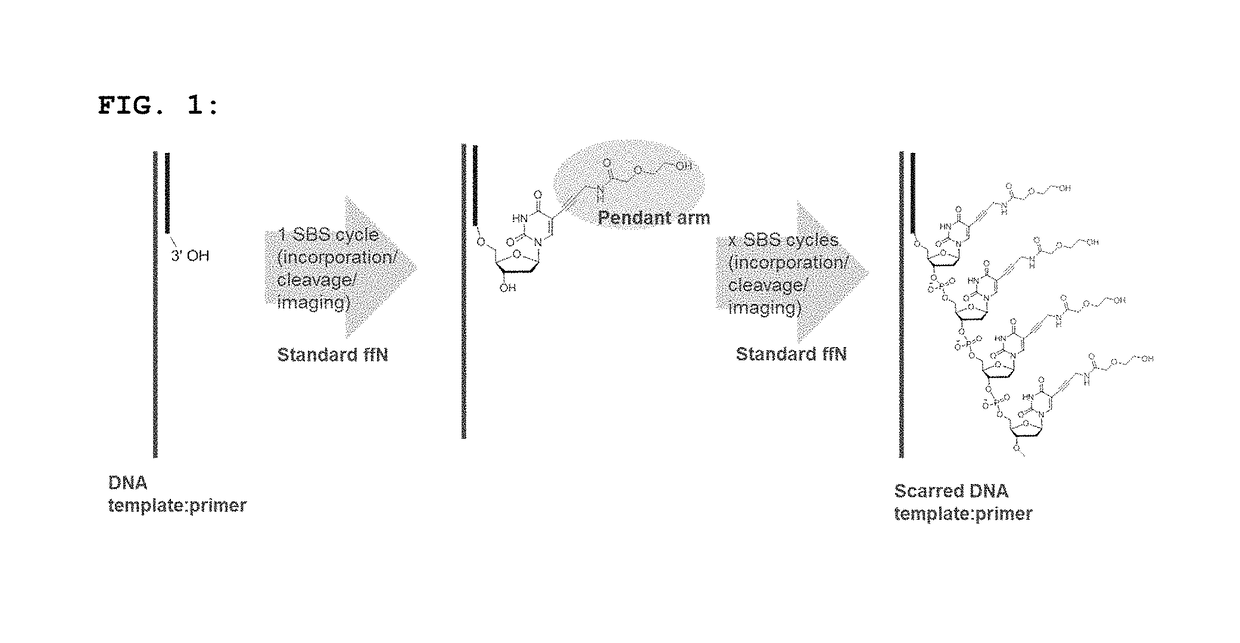 Short pendant arm linkers for nucleotides in sequencing applications