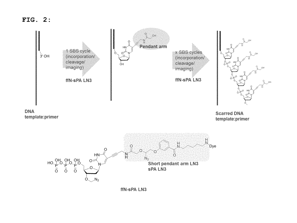 Short pendant arm linkers for nucleotides in sequencing applications