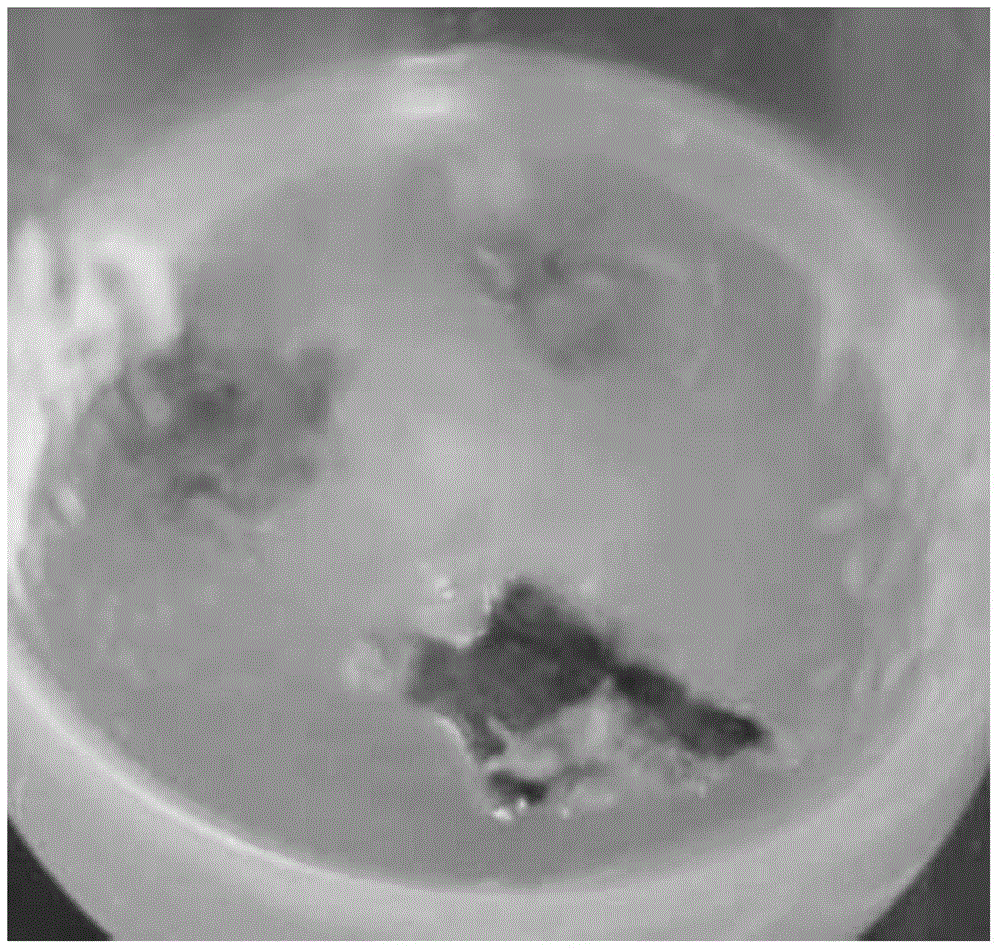 Tissue culture method for improved variety of Populus davidiana Dode--P. alba*P. davidian CL. 1333