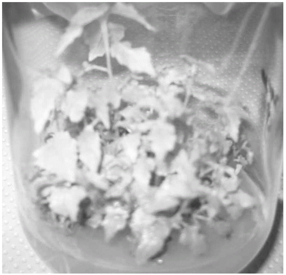 Tissue culture method for improved variety of Populus davidiana Dode--P. alba*P. davidian CL. 1333