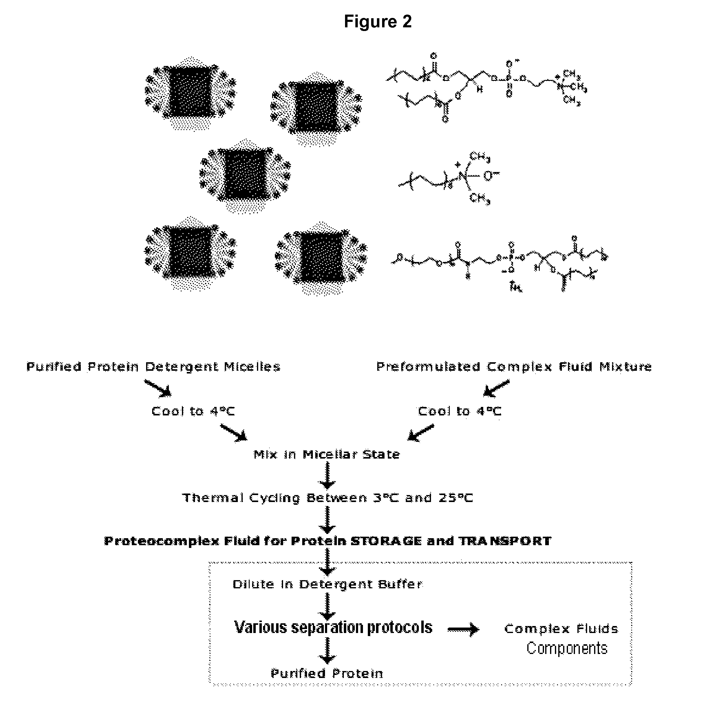 Biomimetic materials for protein storage and transport