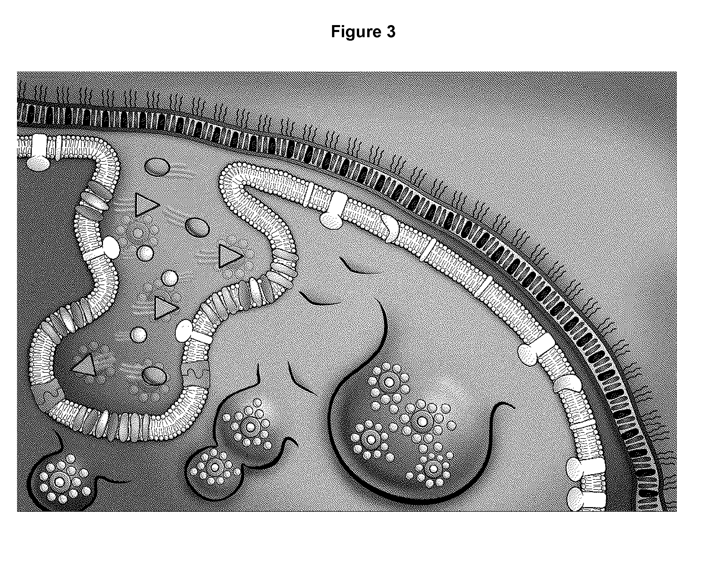 Biomimetic materials for protein storage and transport