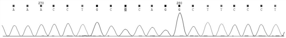 Rare genetic disease mutant gene and application thereof