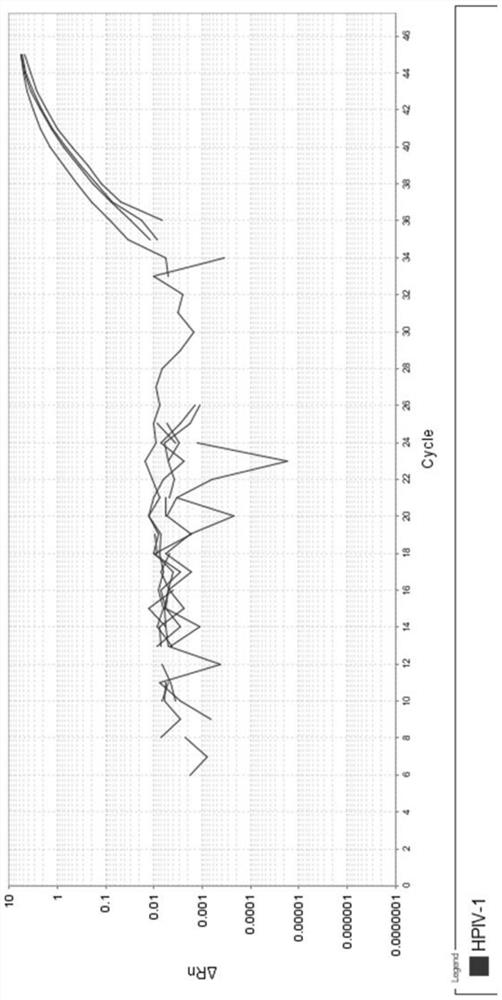 Real-time fluorescent quantitative PCR probe primer group and kit for rapid qualitative typing detection of four types of human parainfluenza viruses