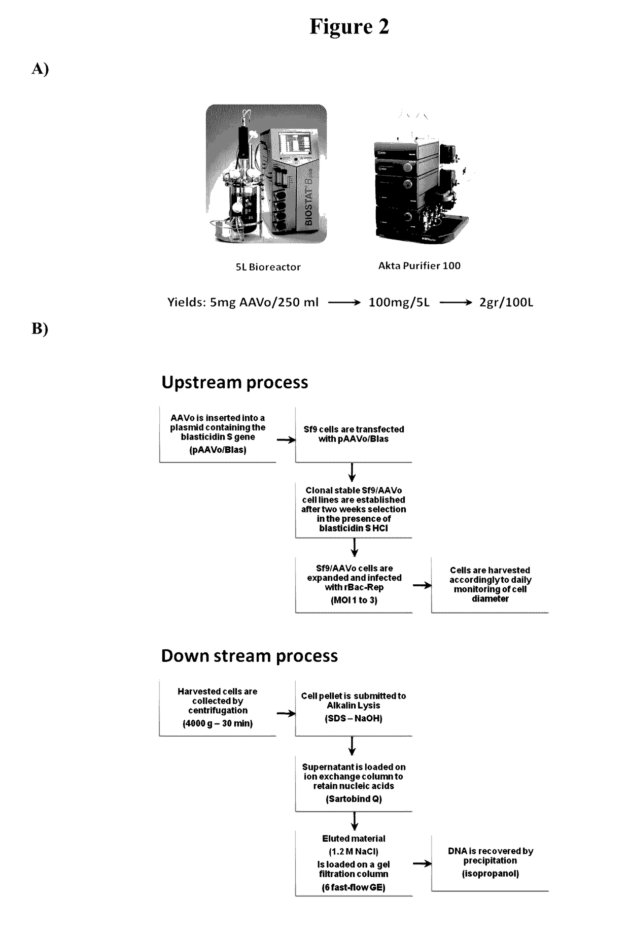 Capsid-free AAV vectors, compositions, and methods for vector production and gene delivery