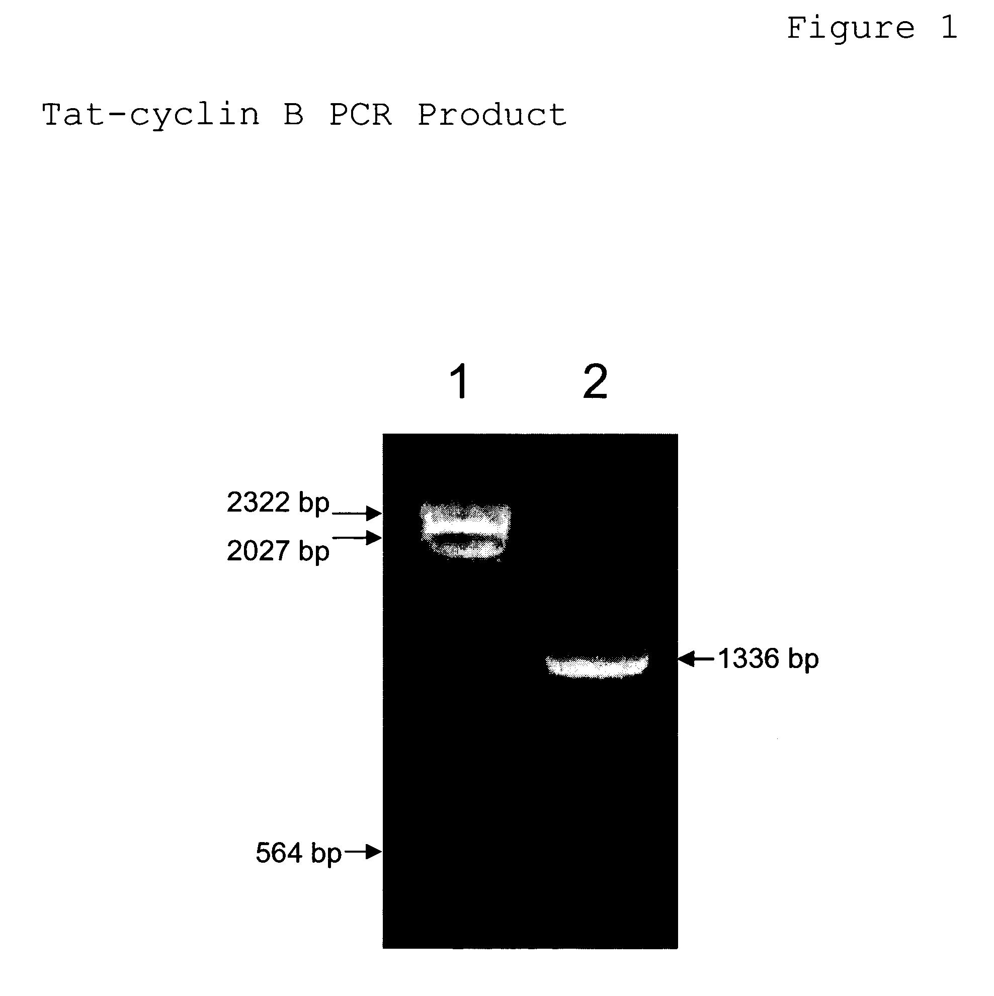 Inhibitor of cell proliferation and methods of use thereof