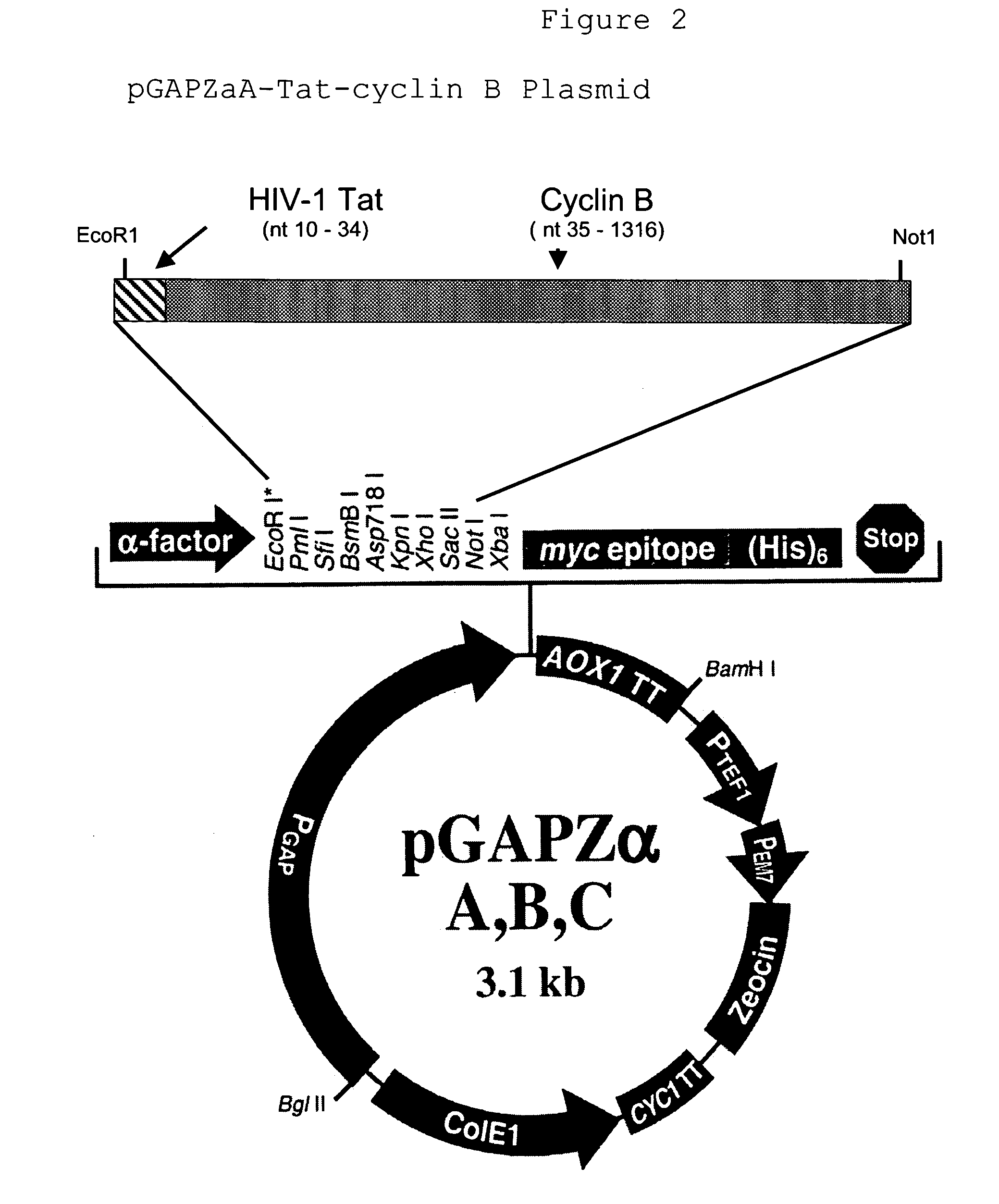 Inhibitor of cell proliferation and methods of use thereof