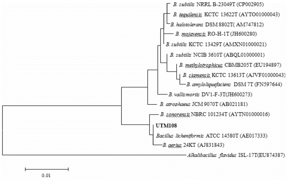 Bacillus licheniformis with biomass hydrolase activity and application thereof