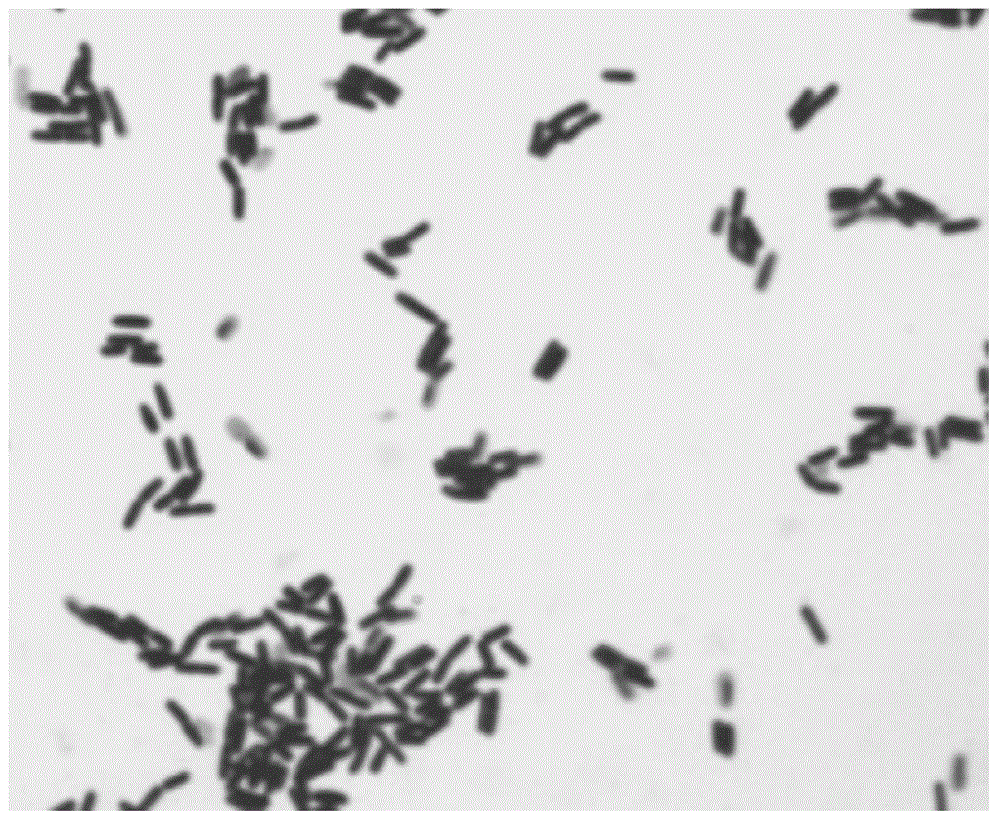 Bacillus licheniformis with biomass hydrolase activity and application thereof