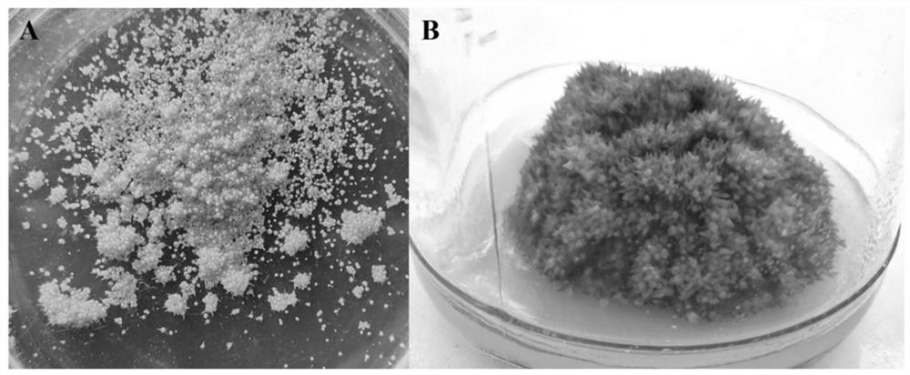 Dendrobium officinale instantaneous conversion method