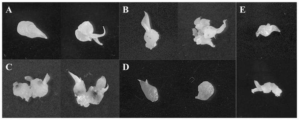 Dendrobium officinale instantaneous conversion method