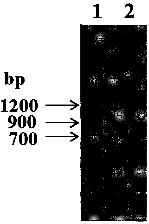 Carbonyl reductase, gene and mutant and application thereof to asymmetrical reduced carbonyl compound