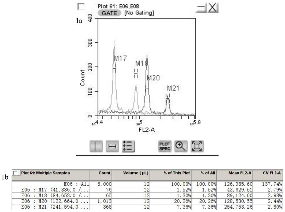 A method for rapidly identifying the genome size of sweet potato and its application